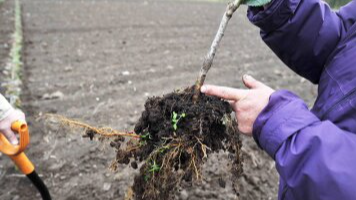 Підрізка коренів у саджанців