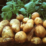 Картопля росте, як на дріжджах: потрібні лише листя та зола