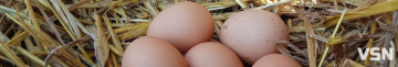 Гусячі, перепелині, елітні курячі: скільки на Волині коштують інкубаційні яйця?