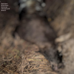 На Волині виявили загиблу самку лося