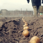 З однієї сотки — тонна картоплі: що треба зробити під час посадки