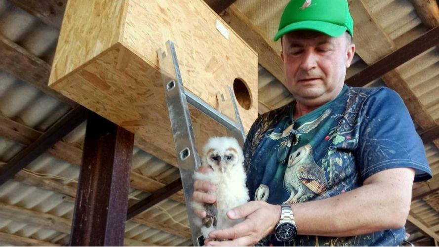 Вперше за 100 років: на Волині зафіксували гніздування сипухи