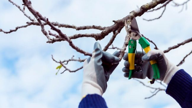 Які дерева у саду треба обрізати взимку 2026: встигніть до березня