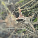 На Волині браконьєри вбили двох червонокнижних лосів