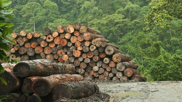 На Волині організували незаконні рубки дерев на понад 16 мільйонів