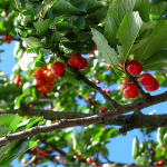 Наступного року врожай подвоїться: що слід зробити з вишнею до кінця листопада