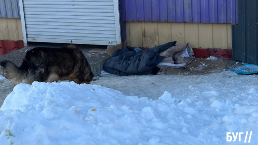 У Володимирі мешканці облаштовують «пункти тепла» для безпритульних собак