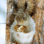 погода у Волинській області