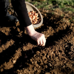 Що не можна робити: наближаються 2 дні у квітні, коли заборонено працювати на городі