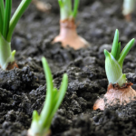 У грудні внесіть лише 1 ложку цього порошку в лунки: озима цибуля виросте величезною і смачною