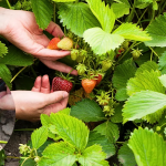Що зробити з полуницею у березні, щоб отримати хороший урожай