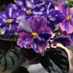 Взимку цвіте краще, ніж в оранжереї: найкраще підживлення фіалки у домашніх умовах