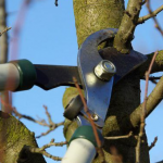 Весняне обрізання дерев: коли та як правильно готувати волинські сади до сезону