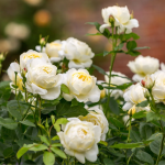 Не треба поспішати: коли і як обрізати троянди восени, щоб вони добре пережили зиму