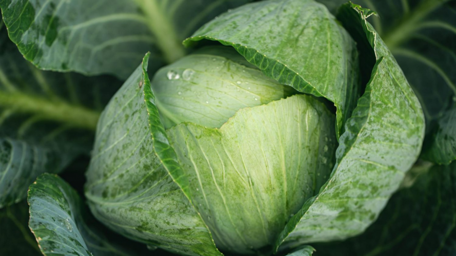 Перший врожай – вже на початку літа: який сорт ранньої білокачанної капусти обрати у 2026 році