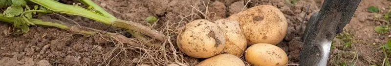 Чому до 6 вересня не можна викопувати картоплю