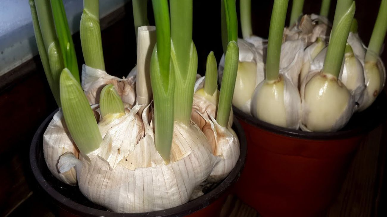 Як виростити часник на підвіконні взимку