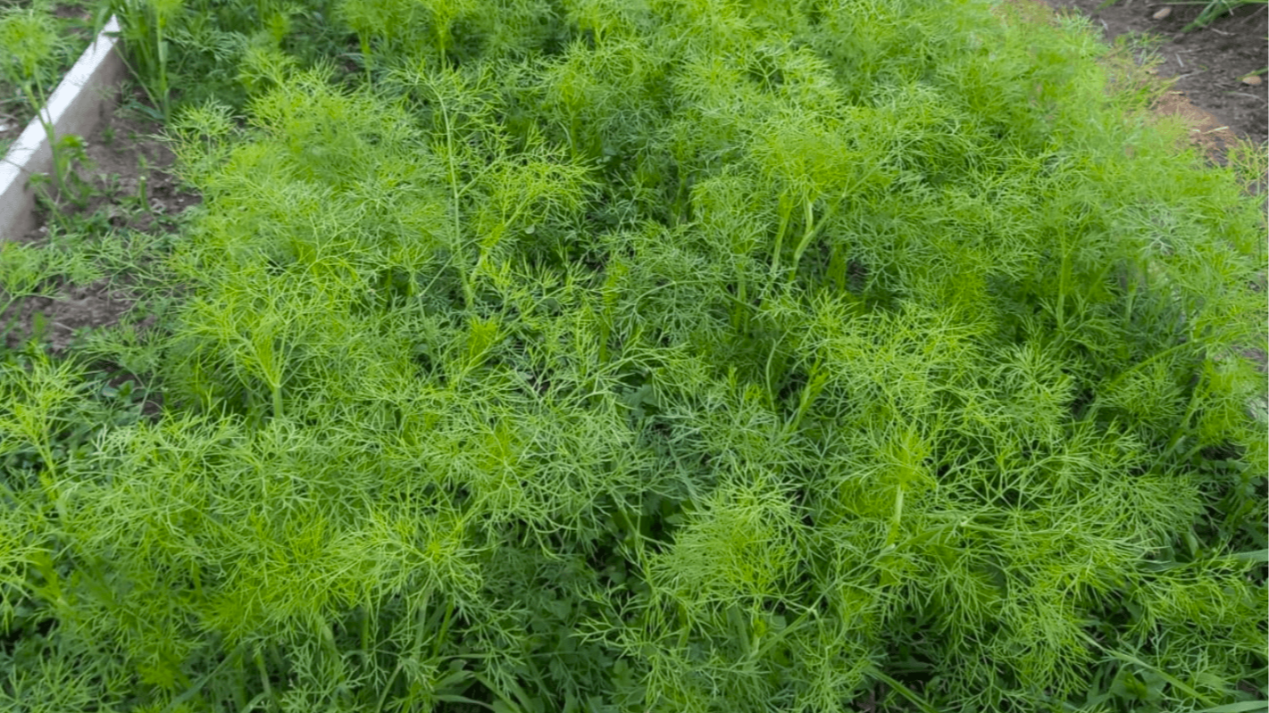 Вирощування кропу восени