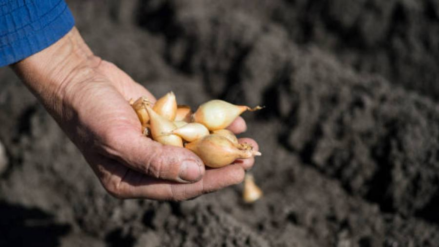 Догляд за цибулею навесні: що зробити вже зараз, щоб виросли великі та соковиті головки