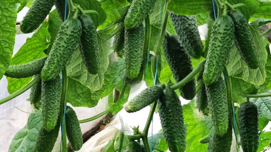 Довго плодоносять, не гірчать і родять відрами: сорти огірків, які обов’язково треба посіяти у травні