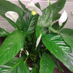 Замість «нещасних» квіточок – цілий оберемок квітів: чим підживити спатифілум для рясного цвітіння