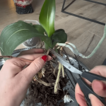 Чому орхідея не цвіте повторно: одна помилка після квітів, про яку мало хто знає