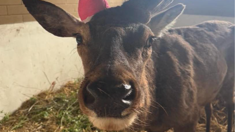 олень Борис, ДТП, операція, видалення рога