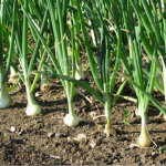 Коли садити цибулю у другій половині квітня 2026: найкращі дні за місячним посівним календарем