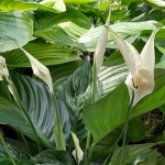 Як врятувати спатифіліум: простий спосіб змусити рослину цвісти