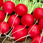 Без городу і зайвого клопоту: як виростити редиску на підвіконні