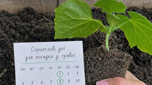 Посівний календар на травень 2026 року - у які дні доглядати за городом