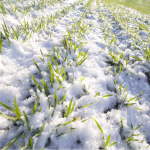 Чи вплинули морози та снігопади на стан озимих культур на Волині