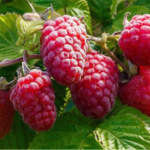 вирощування малини