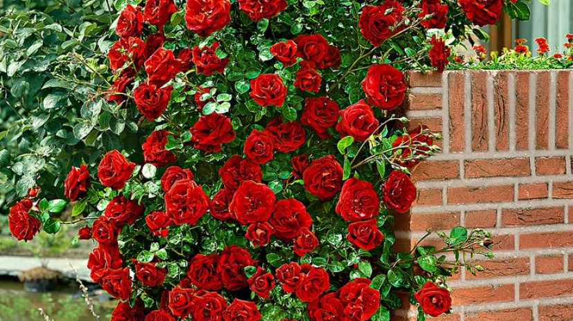 Як підрізати плетисті троянди взимку