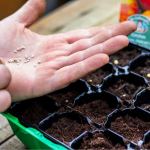Коли сіяти помідори на розсаду взимку: найкращі дати та поради для щедрого врожаю