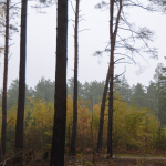 Тримав силоміць: судили волинянина, який п'яним зґвалтував неповнолітню дівчину