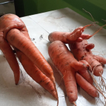 Як виростити ідеальну моркву: секрети пухкого ґрунту та правильного поливу