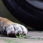 Біля Луцька чоловік збив на смерть пса і втік