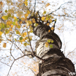 Якою буде погода на Волині та у Луцьку на вихідні 1 та 2 листопада