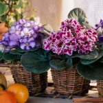 Фіалки почнуть квітнути без перерви: копійчане підживлення для вазона навесні