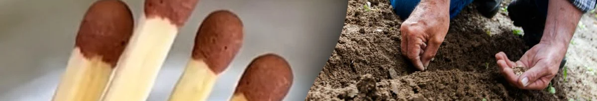 Встигніть зробити це у березні: навіщо встромляти сірники у ґрунт