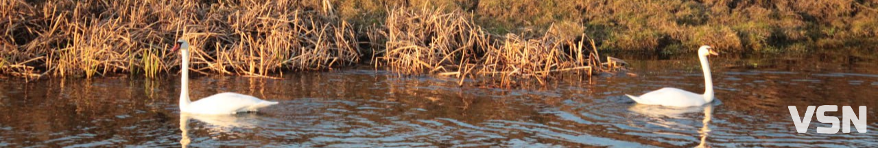 Чим взимку наповнити годівнички для птахів на вулицях Луцька?