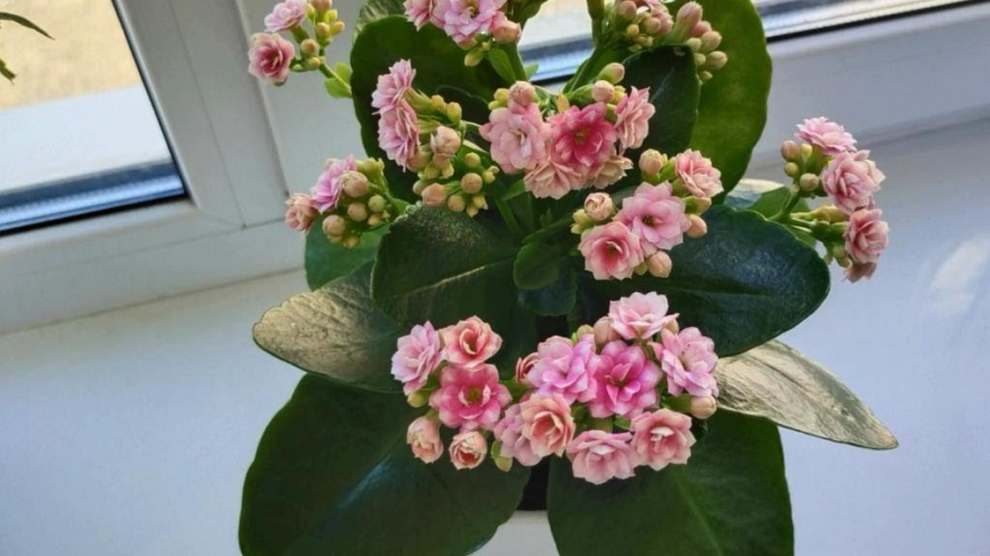 Як правильно доглядати за каланхое для тривалого цвітіння