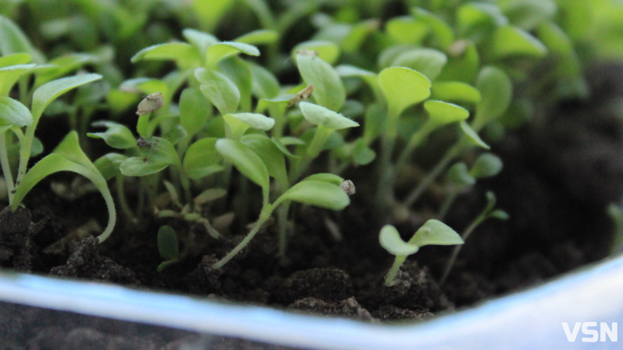 Сезон розсади на Волині: коли сіяти томати, перець та баклажани за порадами фахівців