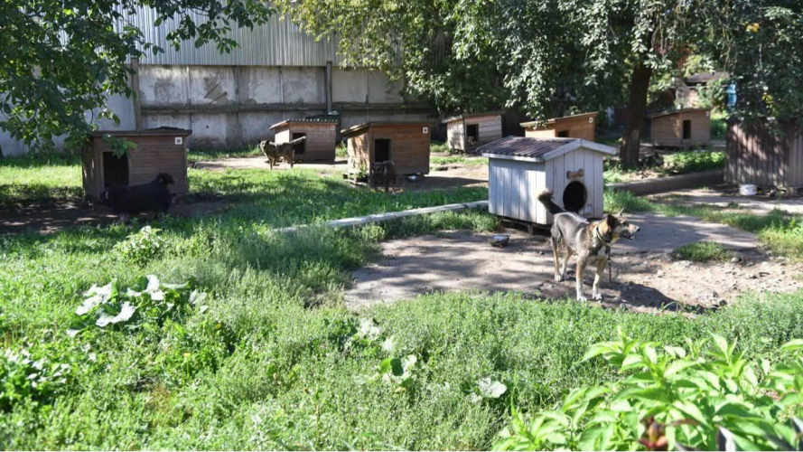 Чого не вистачає 300 безпритульним тваринам у луцькій «Ласці»: у підприємстві озвучили нагальні потреби