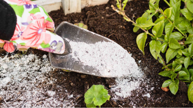 «Чорне золото» для вашого городу: як використовувати деревну золу на грядці