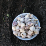 Як врятувати озимий часник від гниття під снігом: секрет досвідчених городників