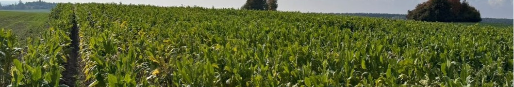 Промислові масштаби й збитки на 5 млн грн: на Волині ліквідували тіньове виробництво тютюну