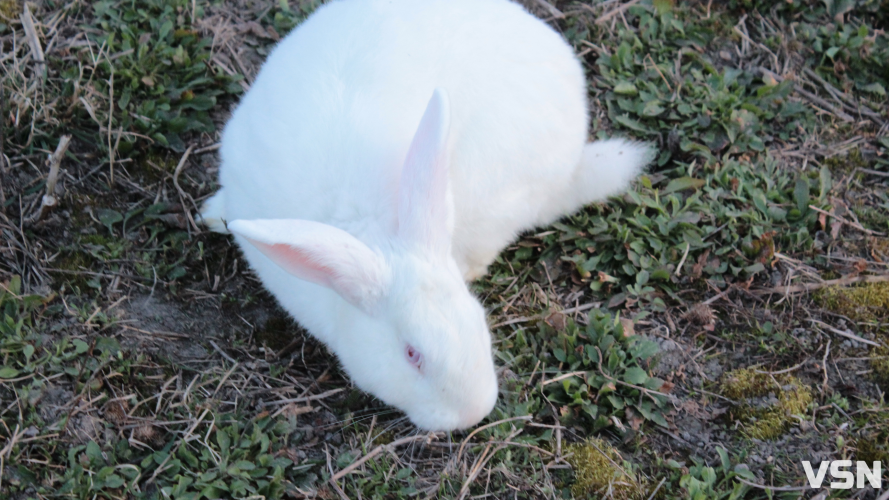 Скільки коштують кролики на Волині та від чого залежить ціна?