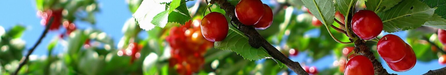 Наступного року врожай подвоїться: що слід зробити з вишнею до кінця листопада